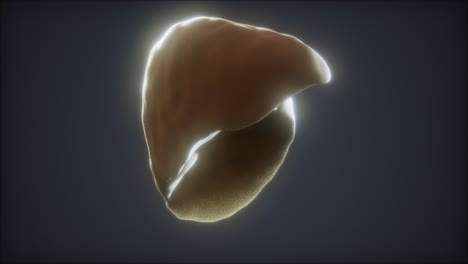 loop-3d-rendered-medically-accurate-animation-of-the-human-liver